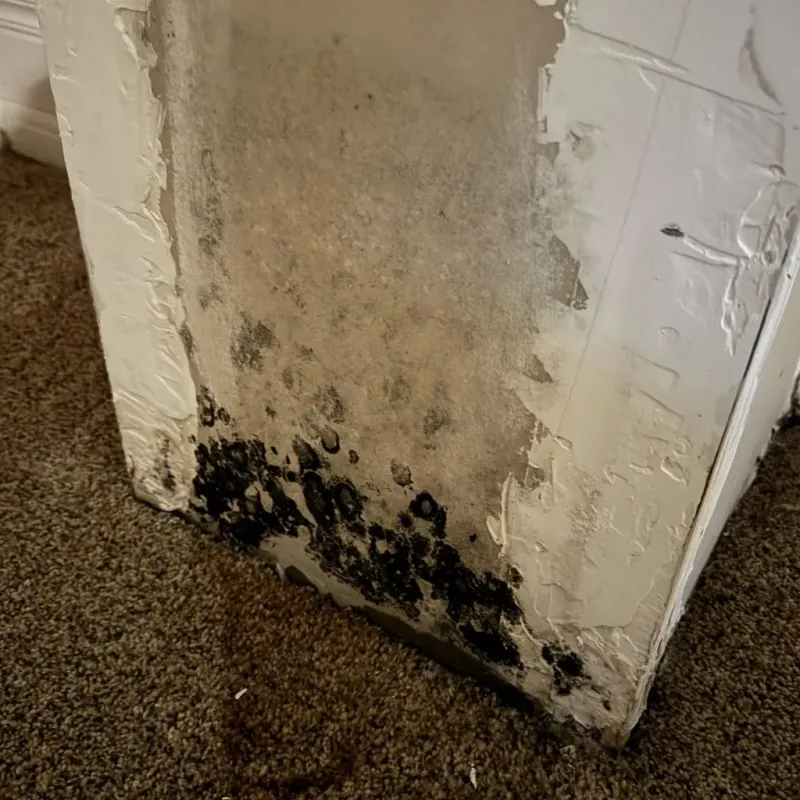 Professional Mold Removal in New Beaver, PA